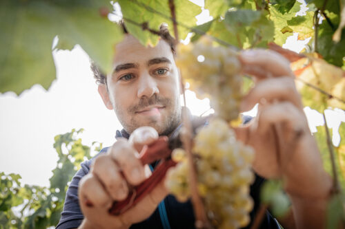 Weingut Leitz für Aldi Süd, Unternehmsfotograf, Businessfotografie