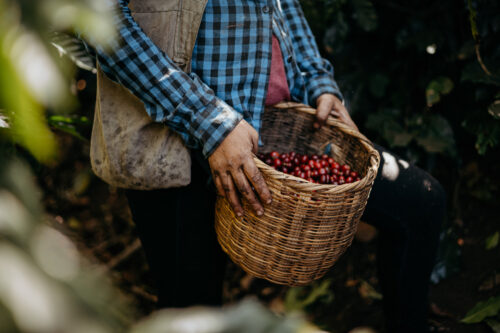 Honduras für Tatico Kaffee, Reportagefotografie