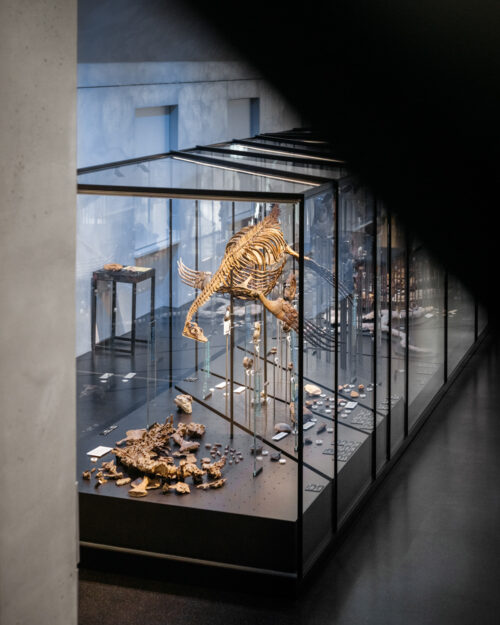 Geomuseum Universität Münster, Ausstellungsfotografie, Museumsfotograf