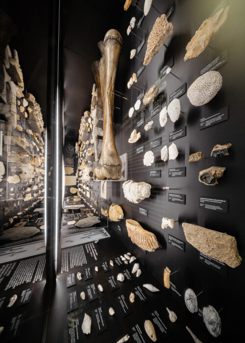 Geomuseum Universität Münster, Ausstellungsfotografie, Museumsfotograf