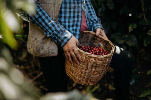 Honduras für Tatico Kaffee, Reportagefotografie